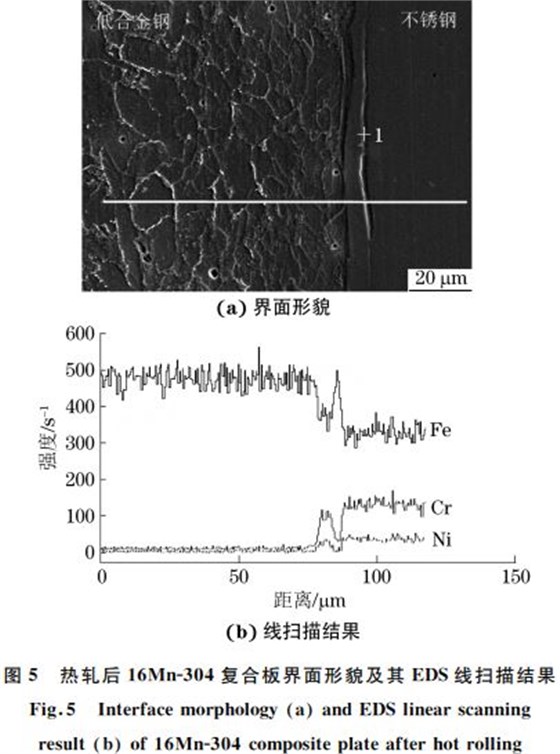 圖５ 熱軋后１６MnＧ３０４復(fù)合板界面形貌及其 EDS線(xiàn)掃描結(jié)果