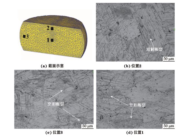 圖３ 在９８０ ℃、應(yīng)變速率為０．０１０s－１下壓縮至應(yīng)變量為３０％后GH４１６９合金不同區(qū)域的顯微組織